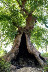 Big and old plane tree in Kurtun creek, Samsun
