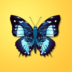 Butterfly.