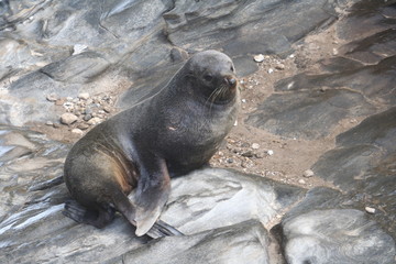 Fototapeta premium New Zealand Fur Seals