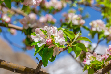 Blossom apple over nature background, spring flowers - Image