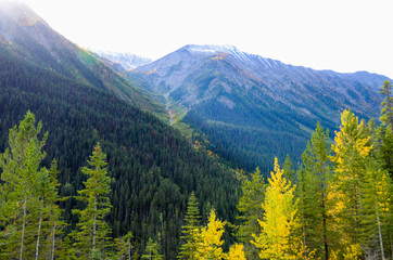 秋のカナディアンロッキー　 黄葉のクートニー・バレー（クートニー国立公園　カナダ　ブリティッシュ・コロンビア州）