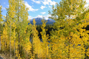 秋のカナディアンロッキー　レイクルイーズ付近の黄葉と山並み（バンフ国立公園　カナダ・アルバータ州）