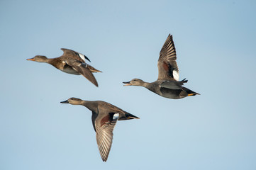 Gadwall flying in the sky
