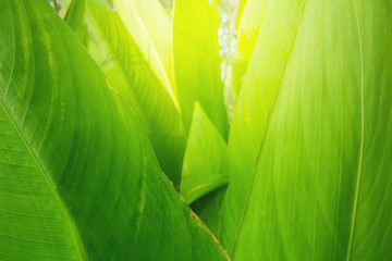 Green leaves Ornamental plants texture background nature tone at phuket Thailand