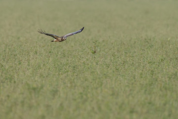 Buzzard in nature 