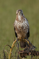 Buzzard in nature 