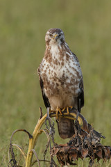 Buzzard in nature 