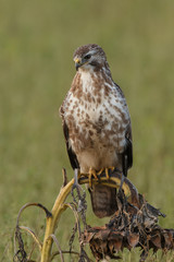 Buzzard in nature 