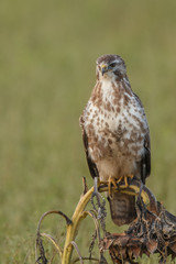 Buzzard in nature 