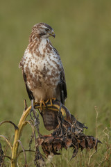 Buzzard in nature 