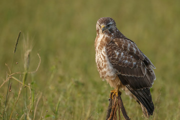 Buzzard in nature 