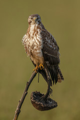 Buzzard in nature 