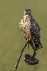 Buzzard in nature 