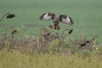 Buzzard in nature 