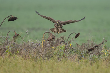 Buzzard in nature 