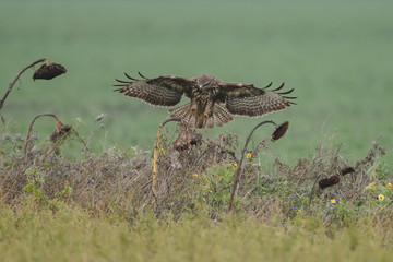 Buzzard in nature 