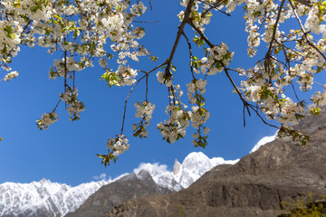 Cherry blossom in the gardent at Lady finger and Hunza peak with snow capped. Hunza valley, Gilgit-Baltistan, Pakistan.