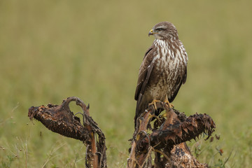 Buzzard in nature perched on a old sunflower
