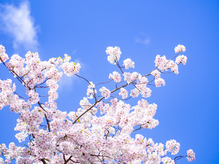 青空と桜