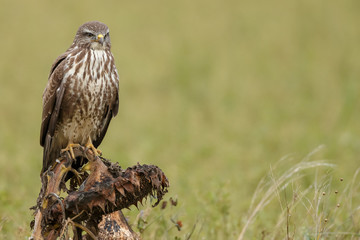 Buzzard in nature perched on a old sunflower