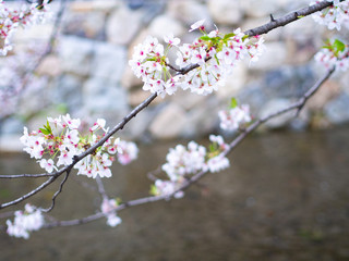 川辺の桜