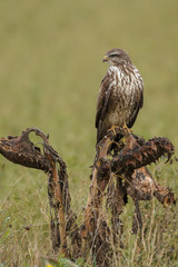 Buzzard in nature perched on a old sunflower