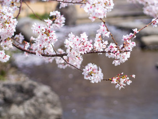 散り始めの桜