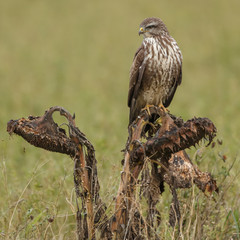 Buzzard in nature perched on a old sunflower