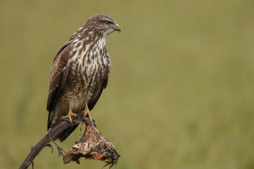 Buzzard in nature perched on a old sunflower