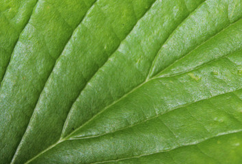 leaf-veins