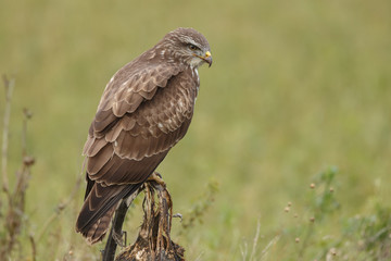 Buzzard in nature perched on a old sunflower