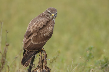 Buzzard in nature perched on a old sunflower