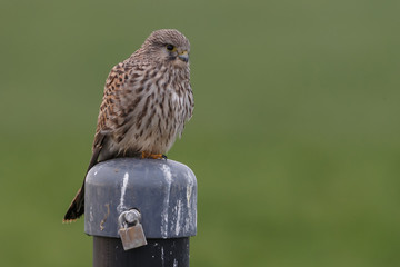 Common Kestrel perched on a pole