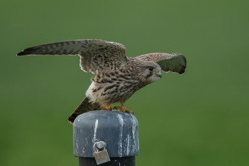 Common Kestrel perched on a pole