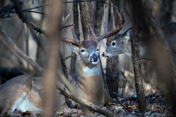 A young whitetail deer sniffing a large buck.