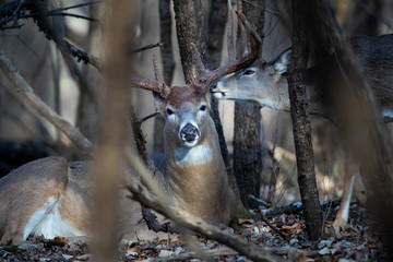 A young whitetail deer grooming a large buck.