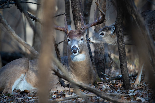 A large buck whitetail deer being approached by a young deer.