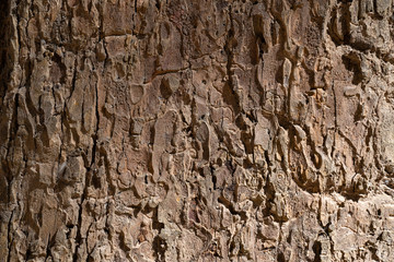 dry tree bark texture background