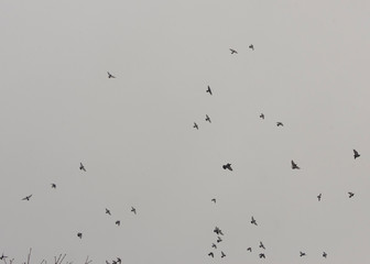 A flock of pigeons in the grey sky