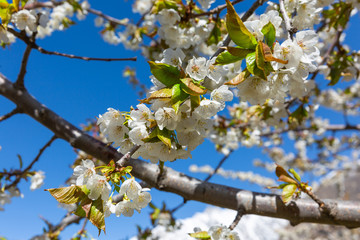 The branches of a blossoming tree. Cherry tree in white flowers. Blurring background.