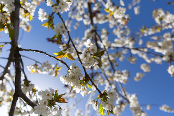 The branches of a blossoming tree. Cherry tree in white flowers. Blurring background.