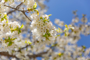 Obraz premium The branches of a blossoming tree. Cherry tree in white flowers. Blurring background.