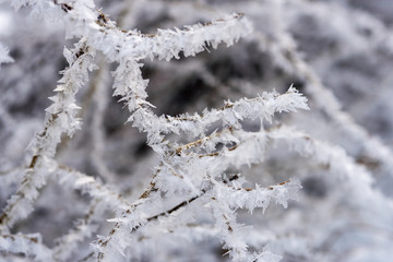 the branches of the tree are covered with white frost, winter and cold