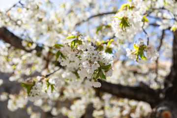 Obraz premium The branches of a blossoming tree. Cherry tree in white flowers. Blurring background.