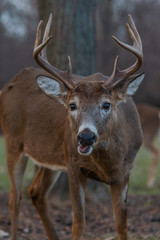 Portrait of deer in the forest