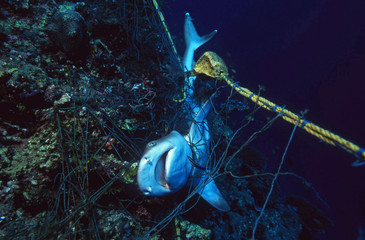 Dead Shark in a fishing net strangled to death / Ocean Protection / Sea Environmental Destruction