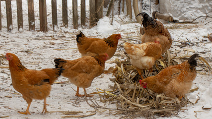 several yellow chickens in the yard of the farmhouse and A deck of firewood in the background