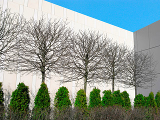 Landscaped design in the city. Simple composition of deciduous trees and evergreen junipers by the wall of the office building. Green zone.