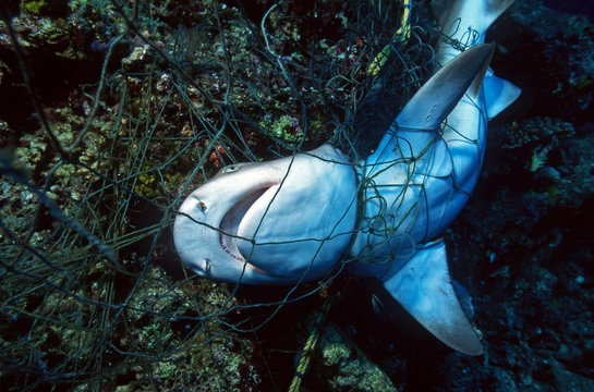 Dead Shark In A Fishing Net / Ocean Environmental Destruction / Marine Protection