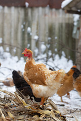 several yellow chickens in the yard of the farmhouse and A deck of firewood in the background